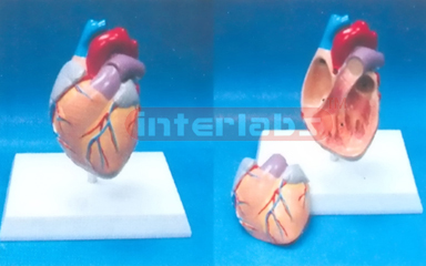 MIDDLE-SMALLADULTANATHEART MODEL WISHORT VESSEL